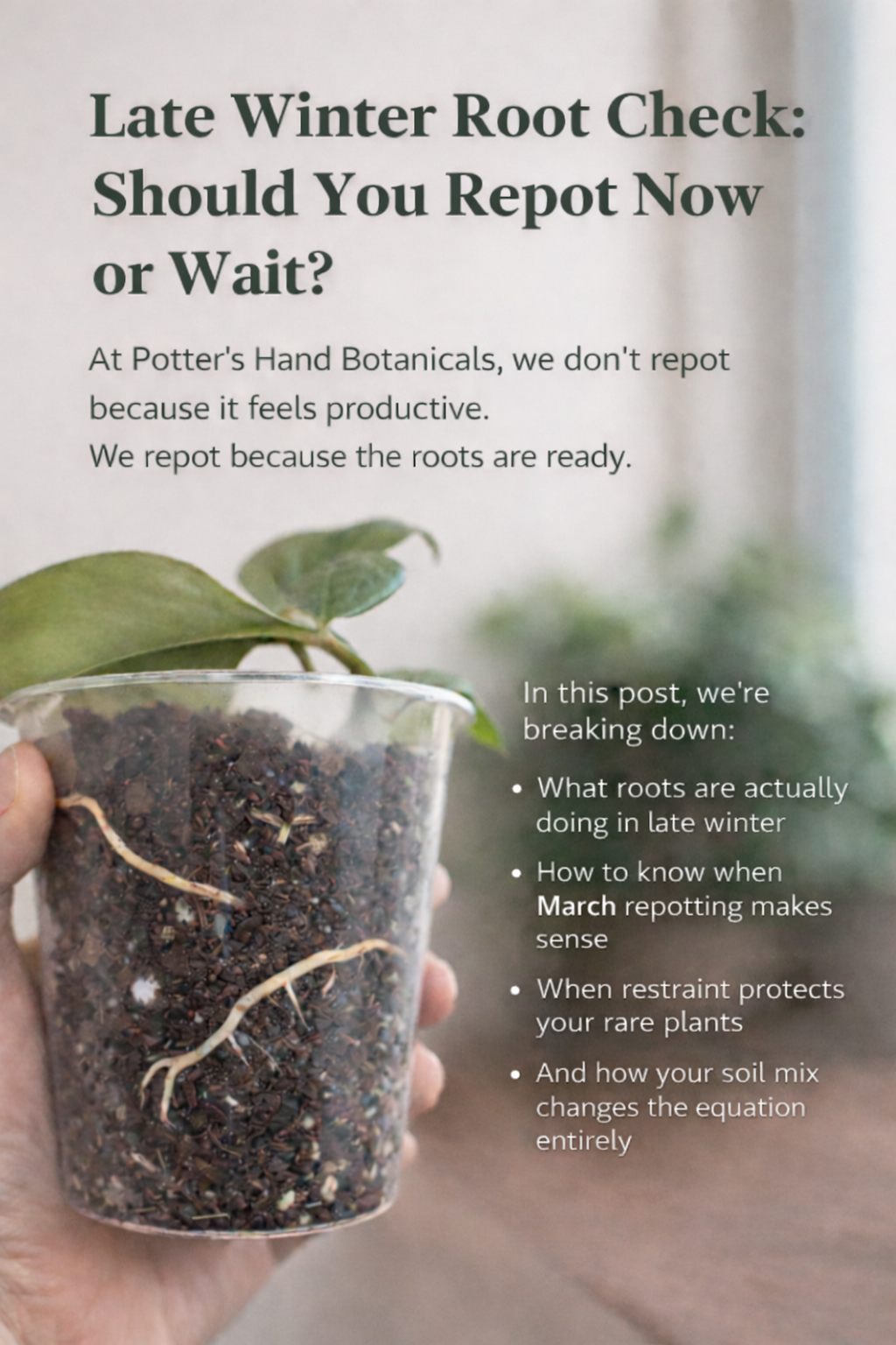 Late Winter Root Check: Should You Repot Now or Wait? — At Potter's Hand Botanicals, we don't repot because it feels productive. We repot because the roots are ready.