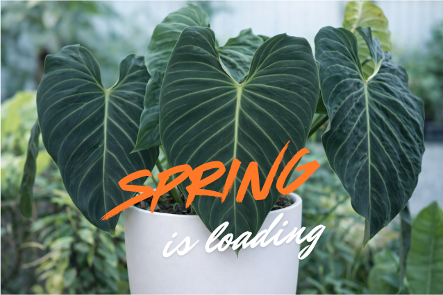 Spring is loading — a lush philodendron ready for the growing season