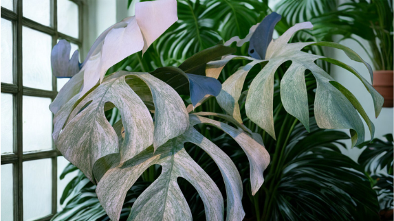 Monstera leaves growing near a window in late winter light