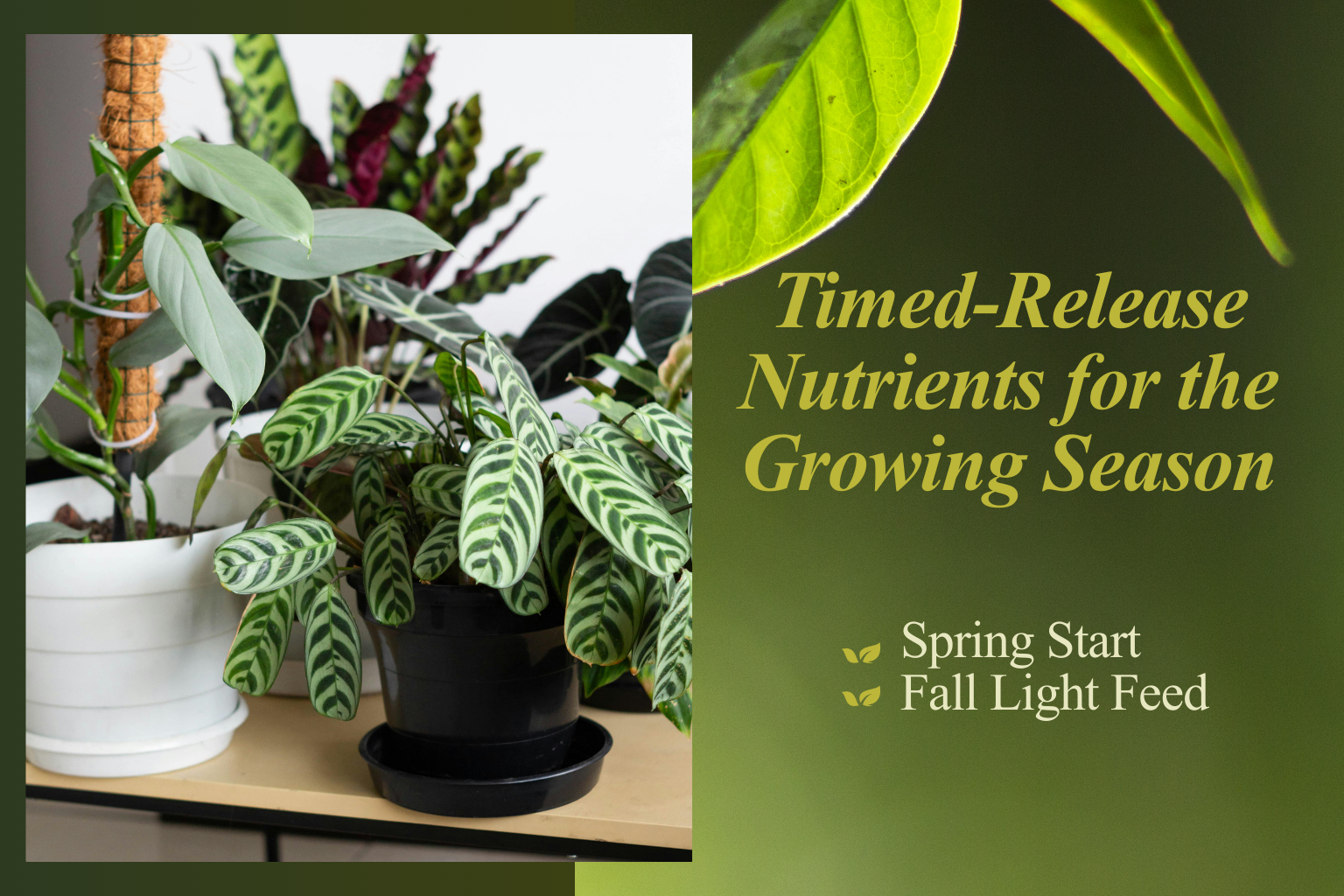 Timed-release nutrients for the growing season — spring start and fall light feed