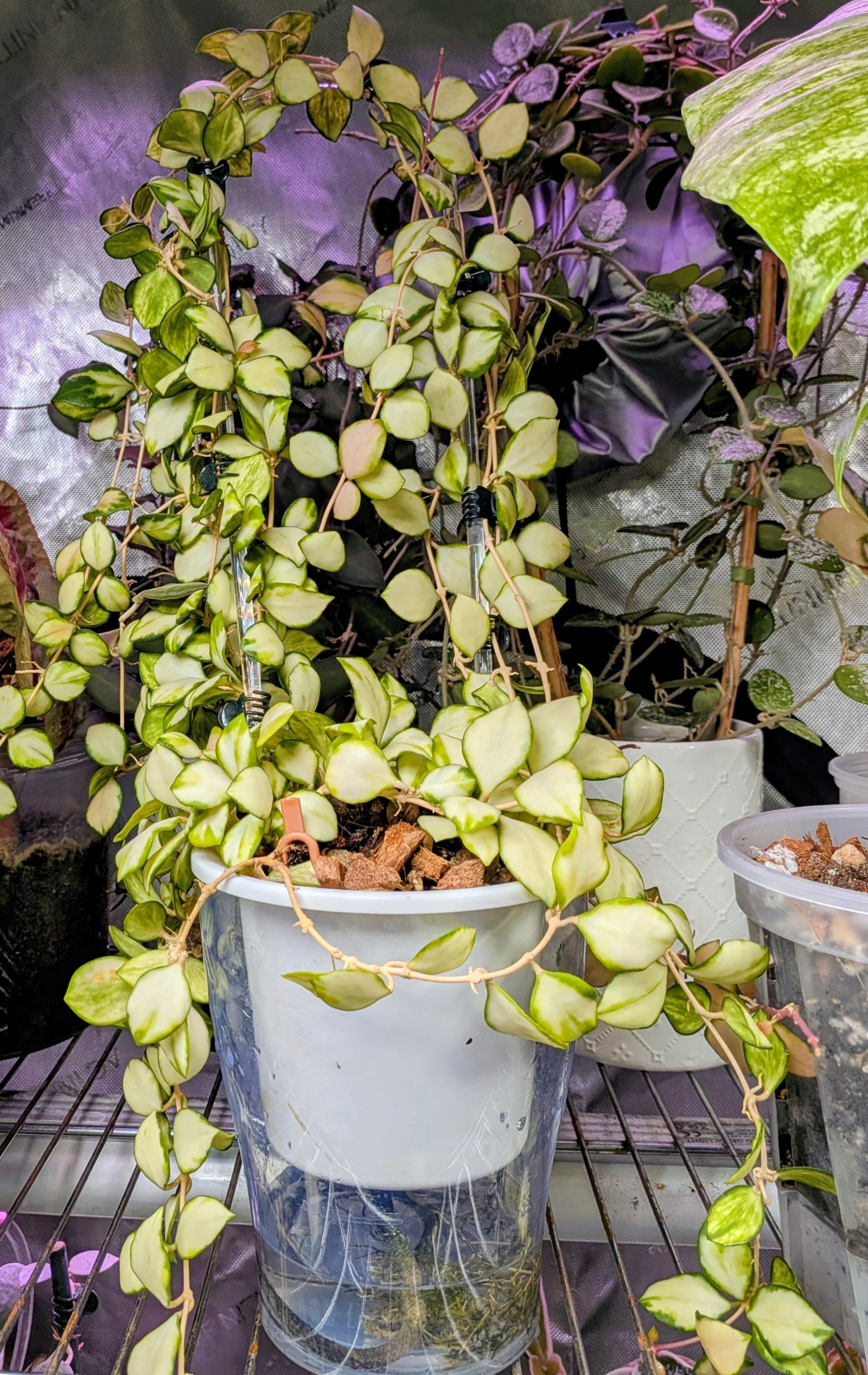 A hoya plant kept separate from the main collection