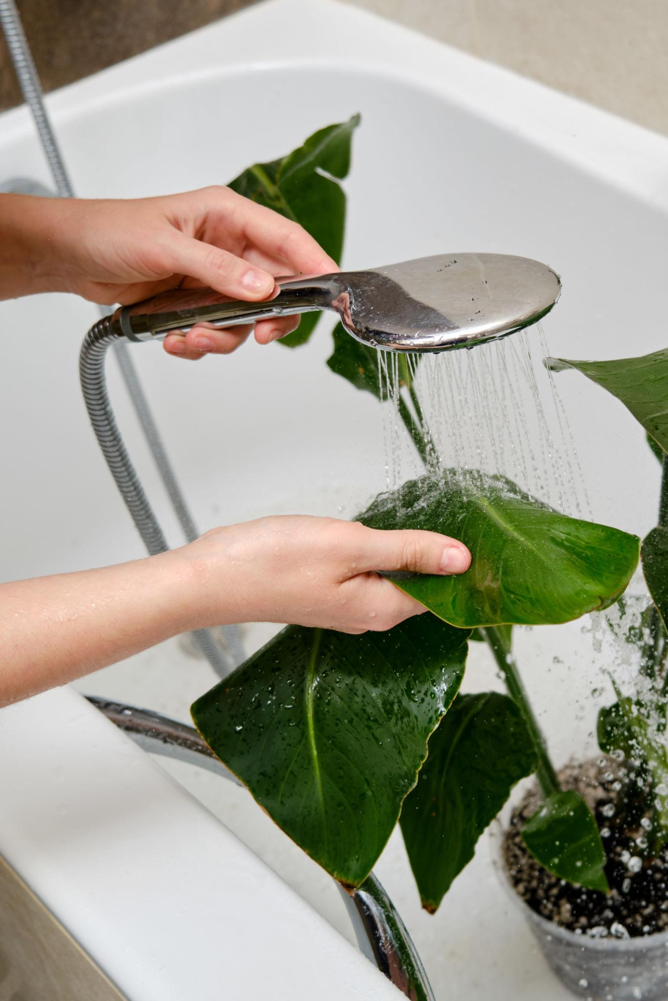Shower rinsing a houseplant to physically remove pests
