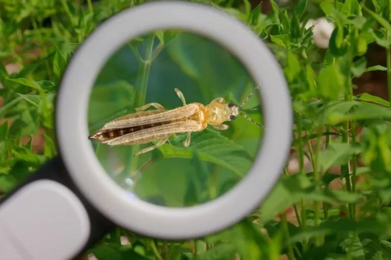 A thrip viewed through a jeweler's loupe — early detection makes all the difference