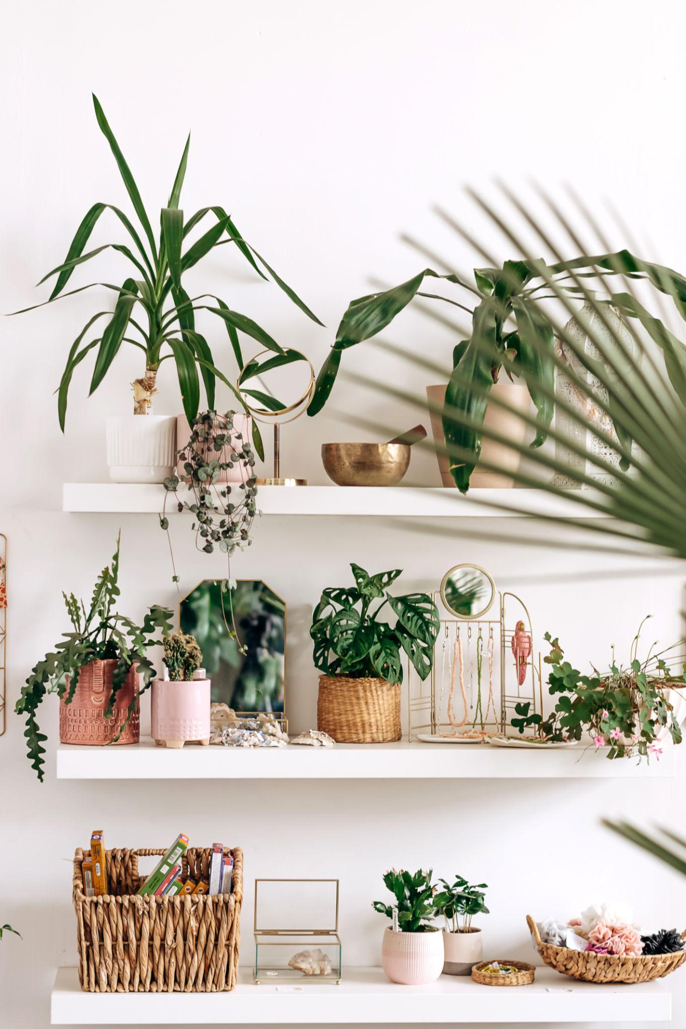 A healthy indoor plant collection — the foundation of Integrated Pest Management