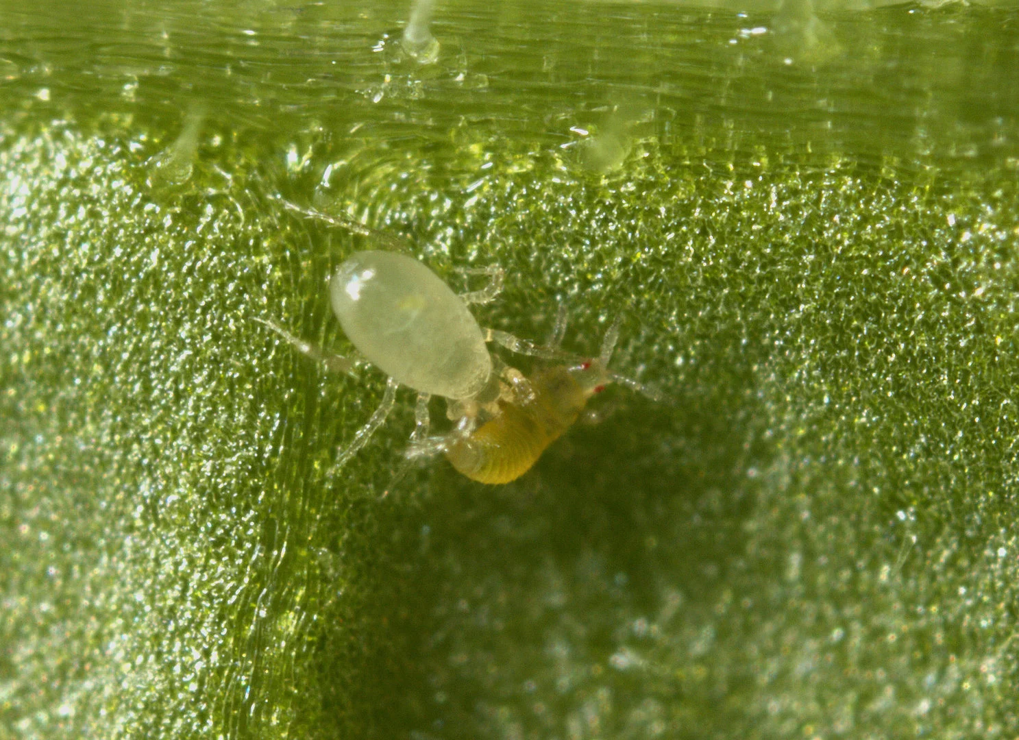 Predatory mite (swirskii) on a leaf — beneficial insects that keep pest populations in check