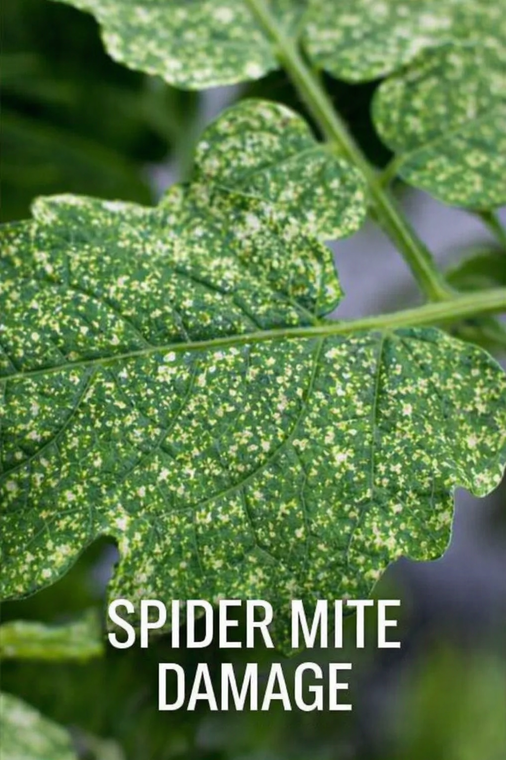 Spider mite damage on a leaf — stippling caused by mite feeding