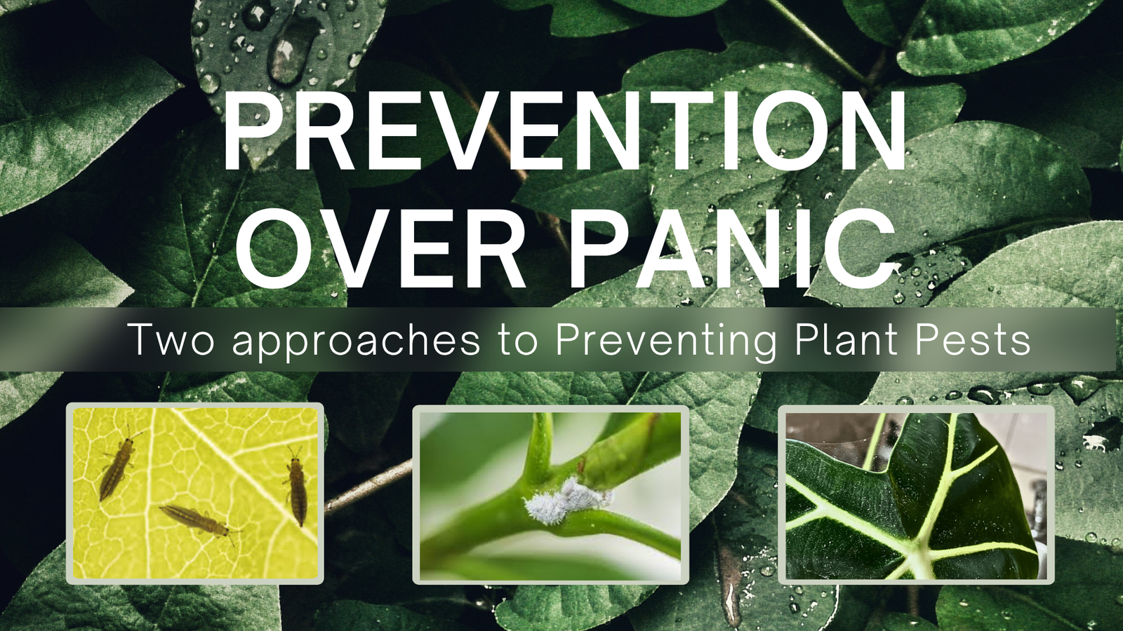 Houseplant Pest Prevention: Two Approaches to Keeping Small Problems Small