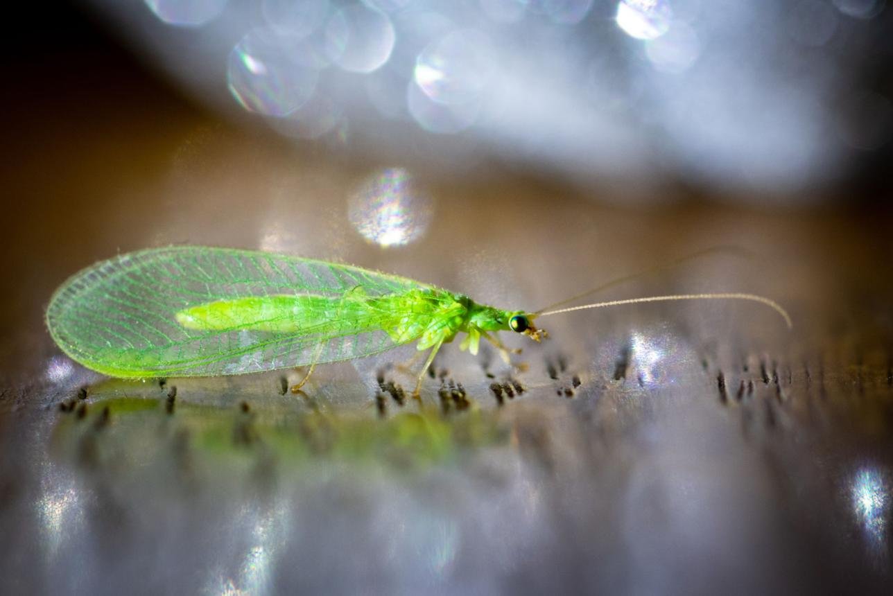 An adult green lacewing — the winged adult stage focuses on reproduction rather than pest hunting