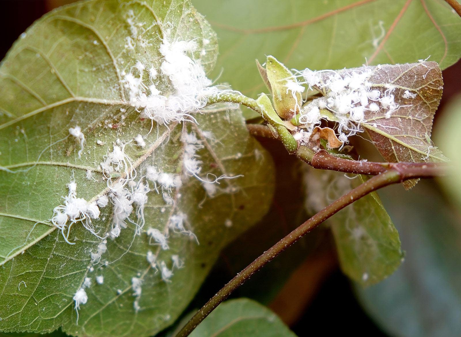 Mealybug infestation on leaves — what happens when pest populations go unchecked