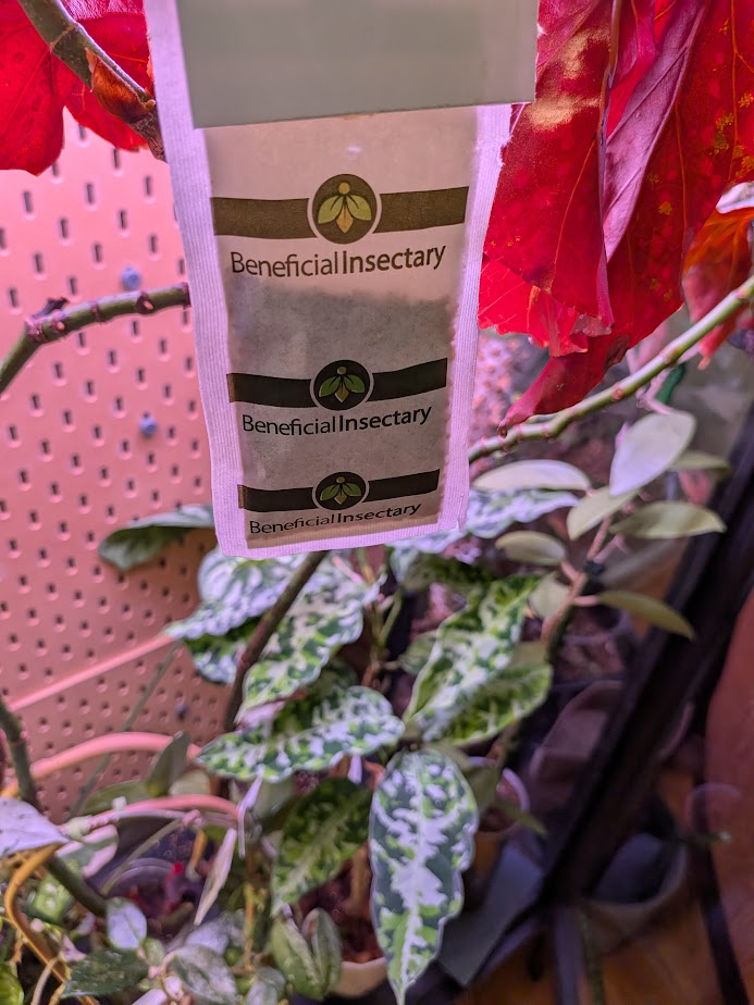 A Beneficial Insectary shipment of beneficial insects beside a houseplant
