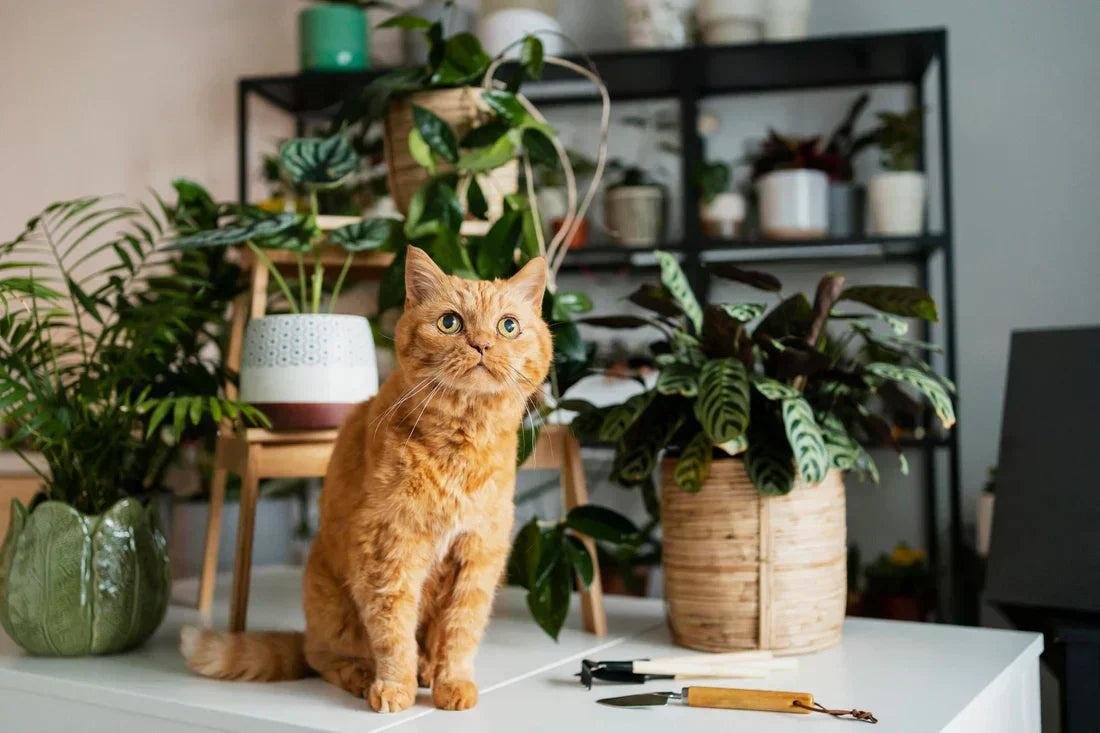A cat sitting among houseplants — pets and shared spaces influence your approach to pest prevention