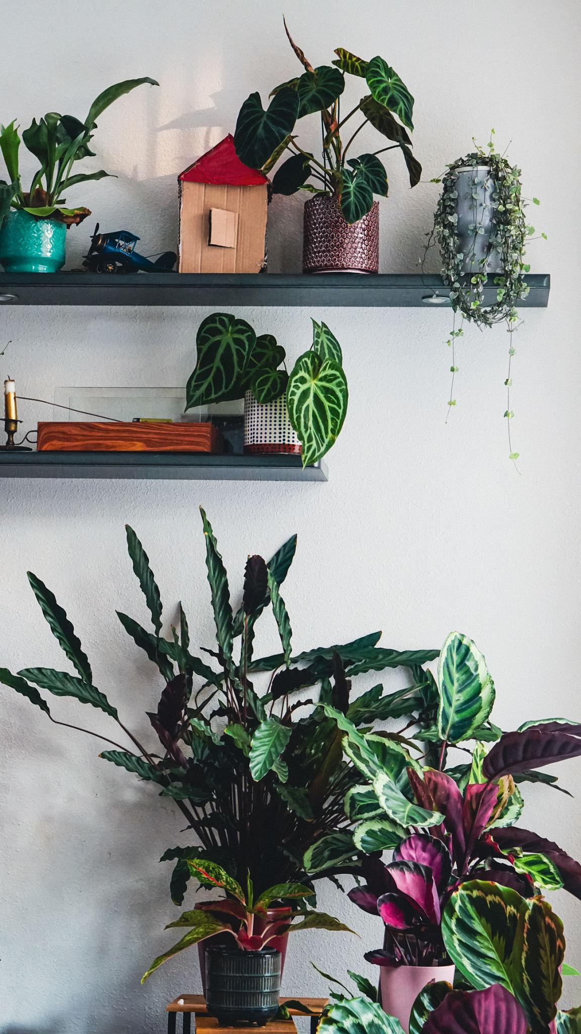 A lush indoor plant collection displayed on shelves