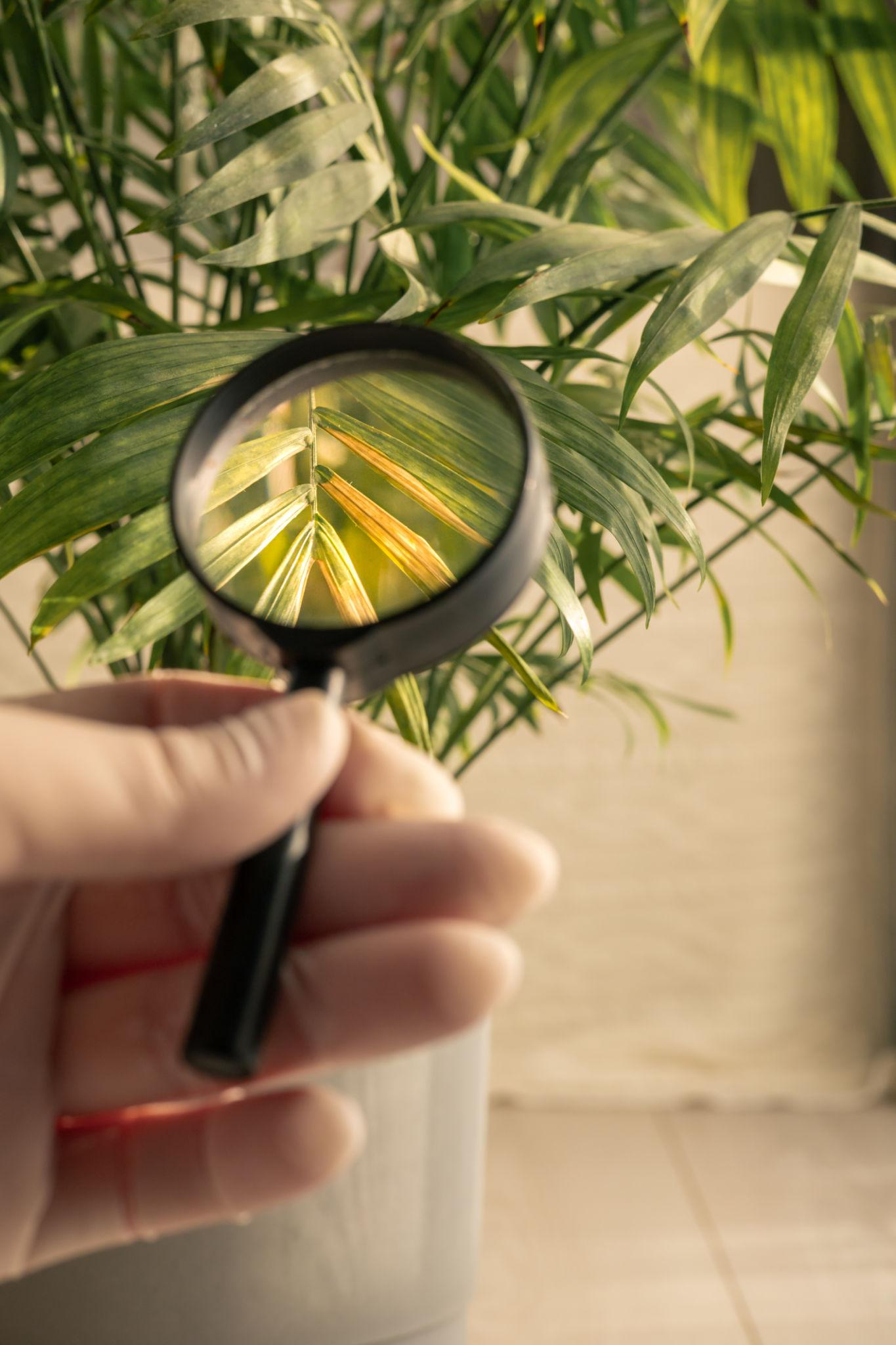 Inspecting a plant leaf with a magnifying glass for early pest detection