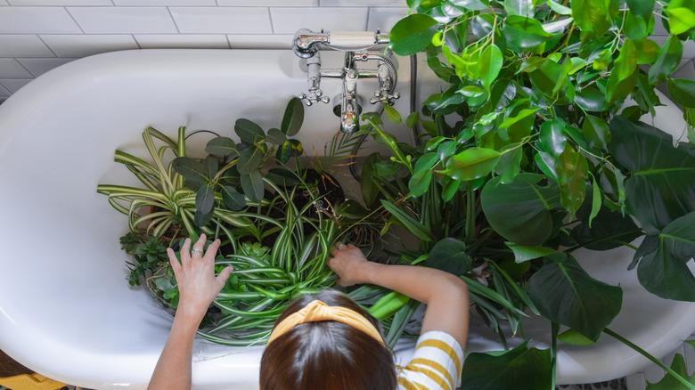 Flushing plants in a bathtub — soil-based pest prevention through diluted treatment