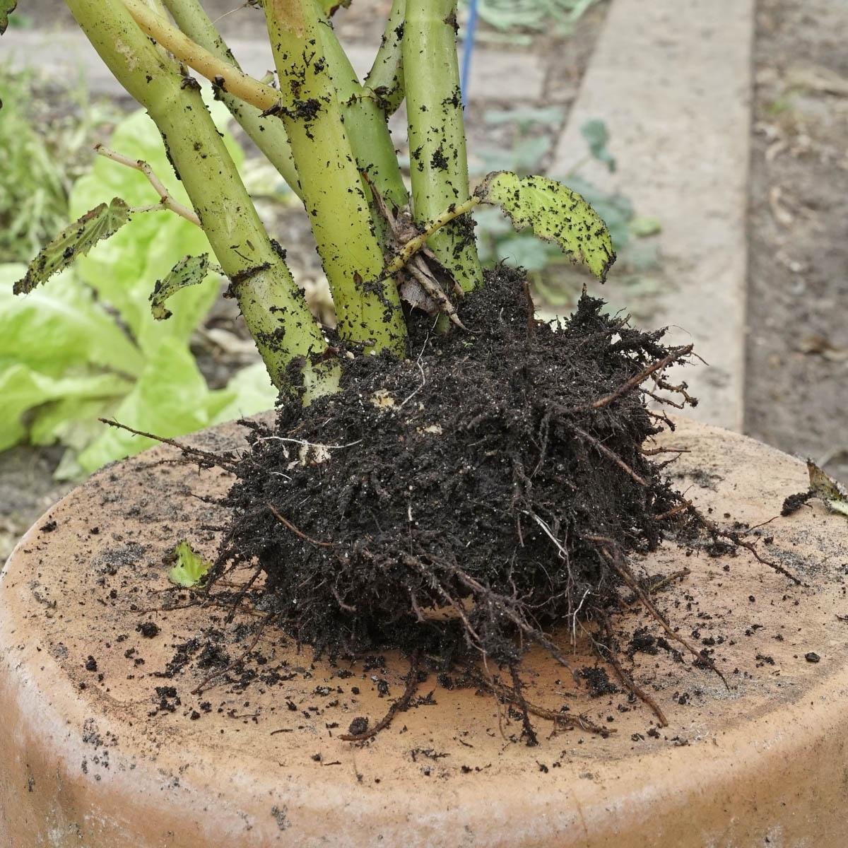 Plant root system showing healthy root growth in proper growing media